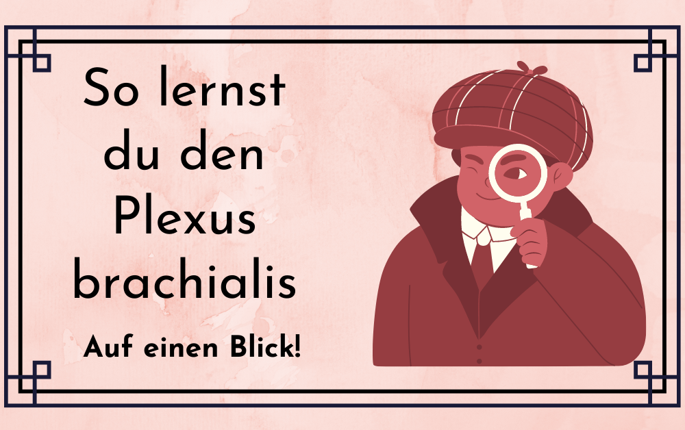 So merkst du dir den Plexus Lumbalis!